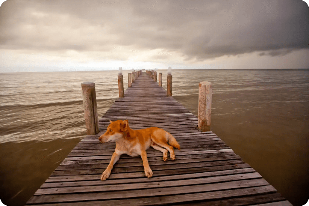 a dog on a deck